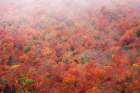 USA, Minnesota, Superior National Forest. Autumn forest colors and fog. Art Print